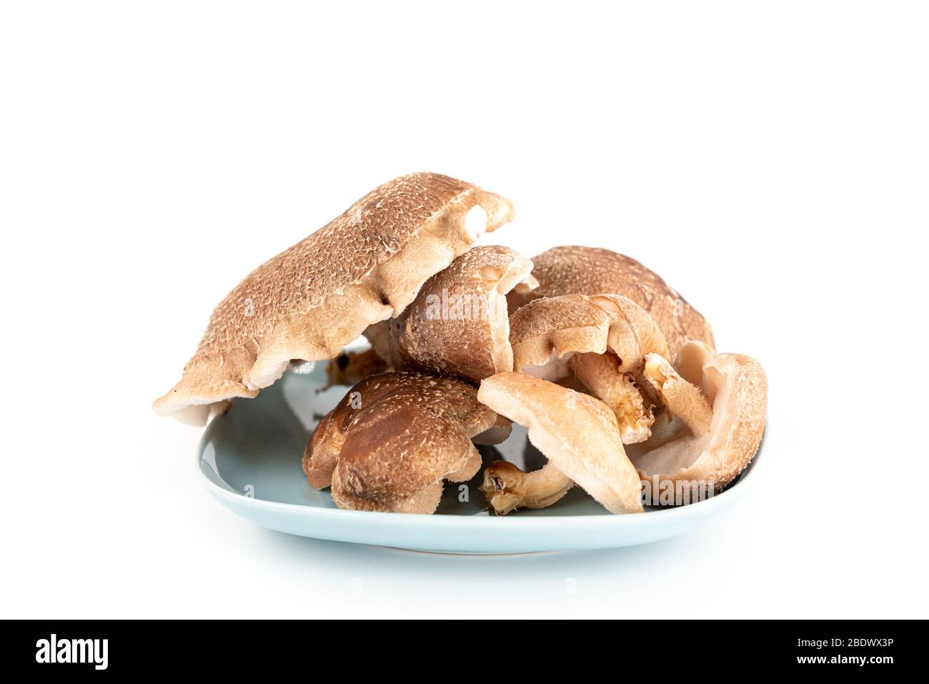 Shiitake mushroom isolated on white background. It is considered a