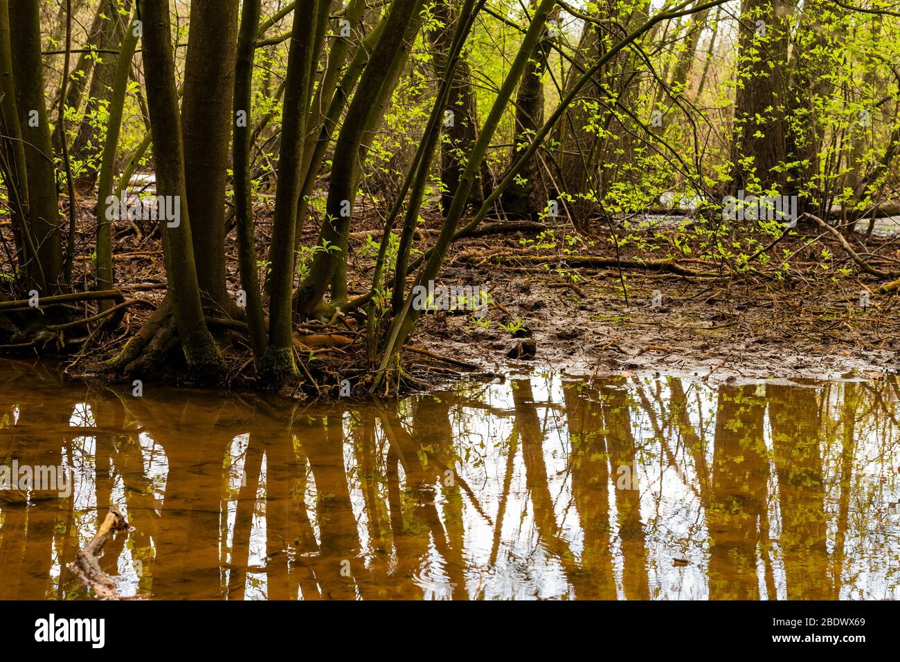 Natural swampy forest, primeval forest in Germany, trees in the swamp