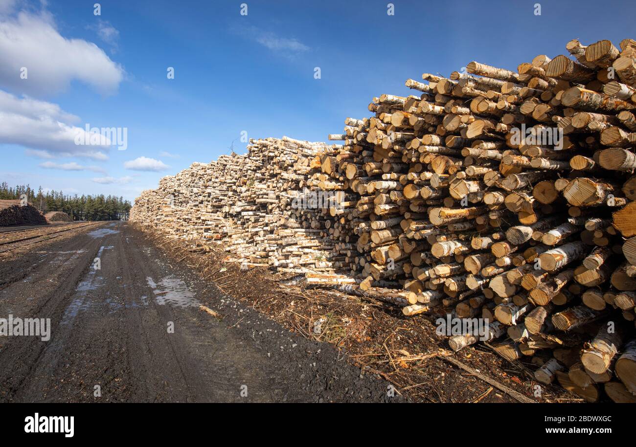 Long birch log pile at lumber yard , Finland Stock Photo Alamy