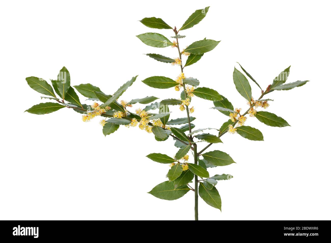 Fresh twig of yellow flowering bay laurel close up on white background Stock Photo