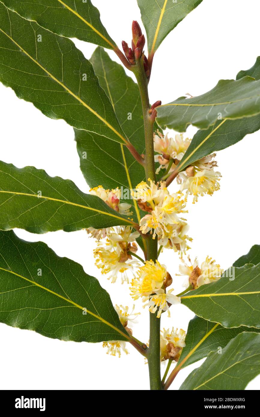 Fresh twig of yellow flowering bay laurel close up Stock Photo