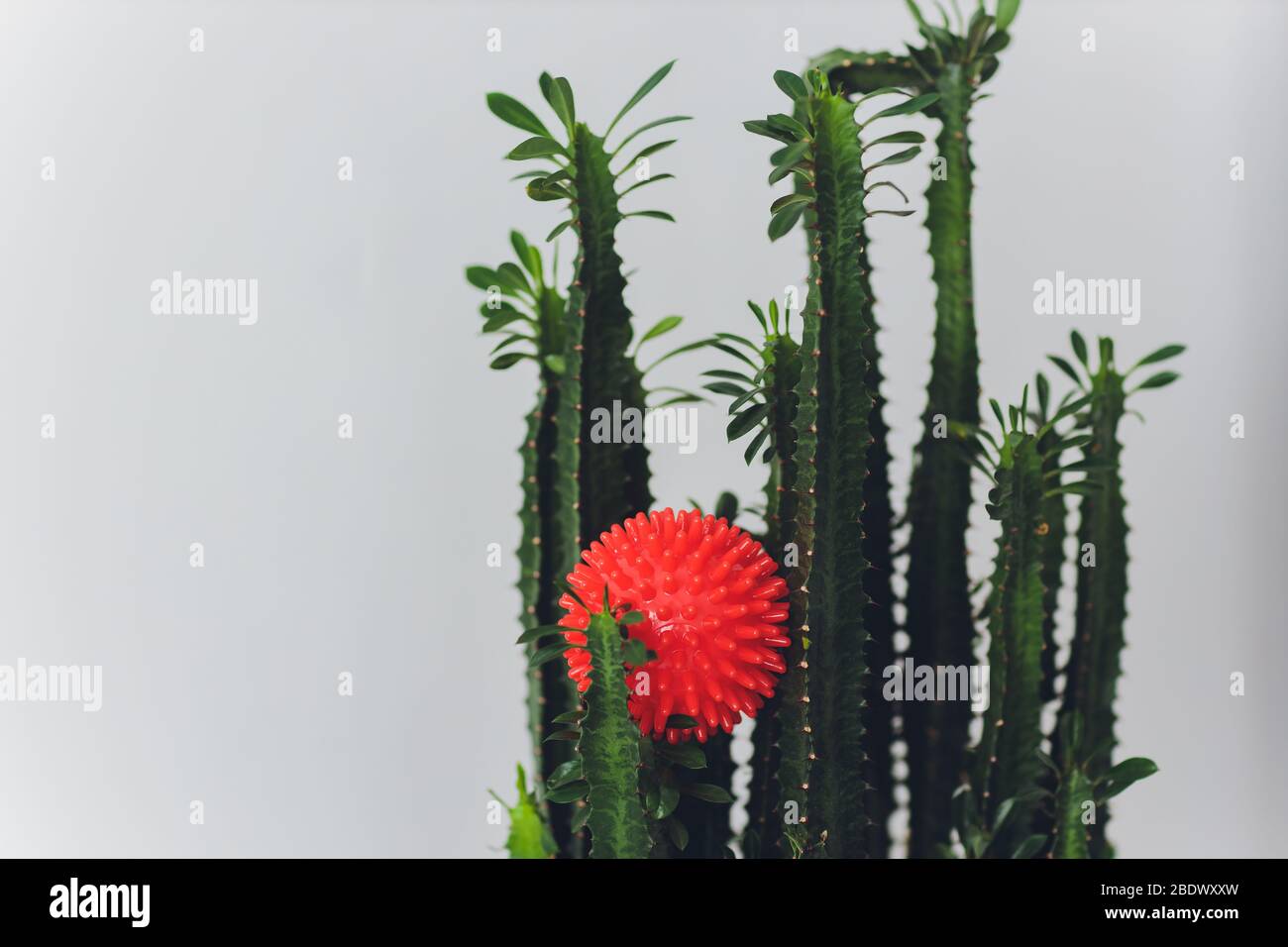 cactus red virus molecules on a white background, concept of colds and  viruses, copy space Stock Photo - Alamy