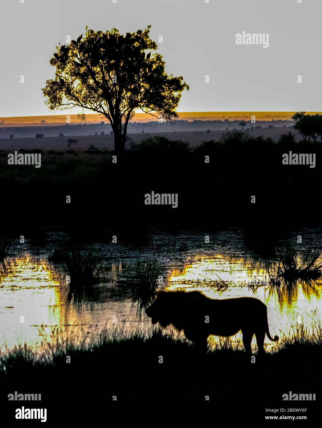 African lion silhouette hi-res stock photography and images - Alamy
