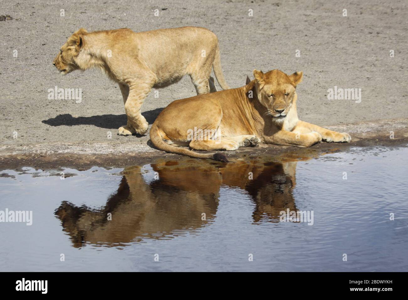 two alert and watchful Lionesses waiting by a water pool. Photographed in Tanzania Stock Photo