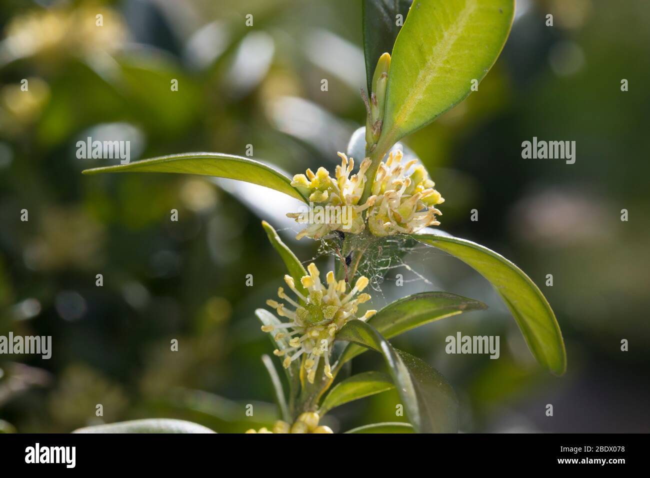Buchsbaum, Buchs, blühend, Buxus sempervirens, box, common box, European box, boxwood, buis commun, buis toujours vert Stock Photo