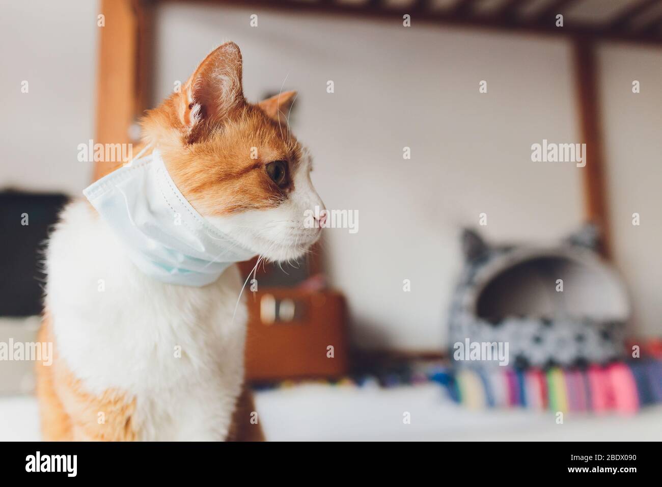 Medical mask for cat. Virus protected cat. Isolated cat at home Stock