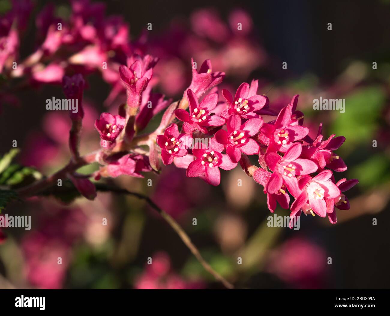 Beautiful Pinky Red Flowering Currant Flowers King Edward VII in Spring