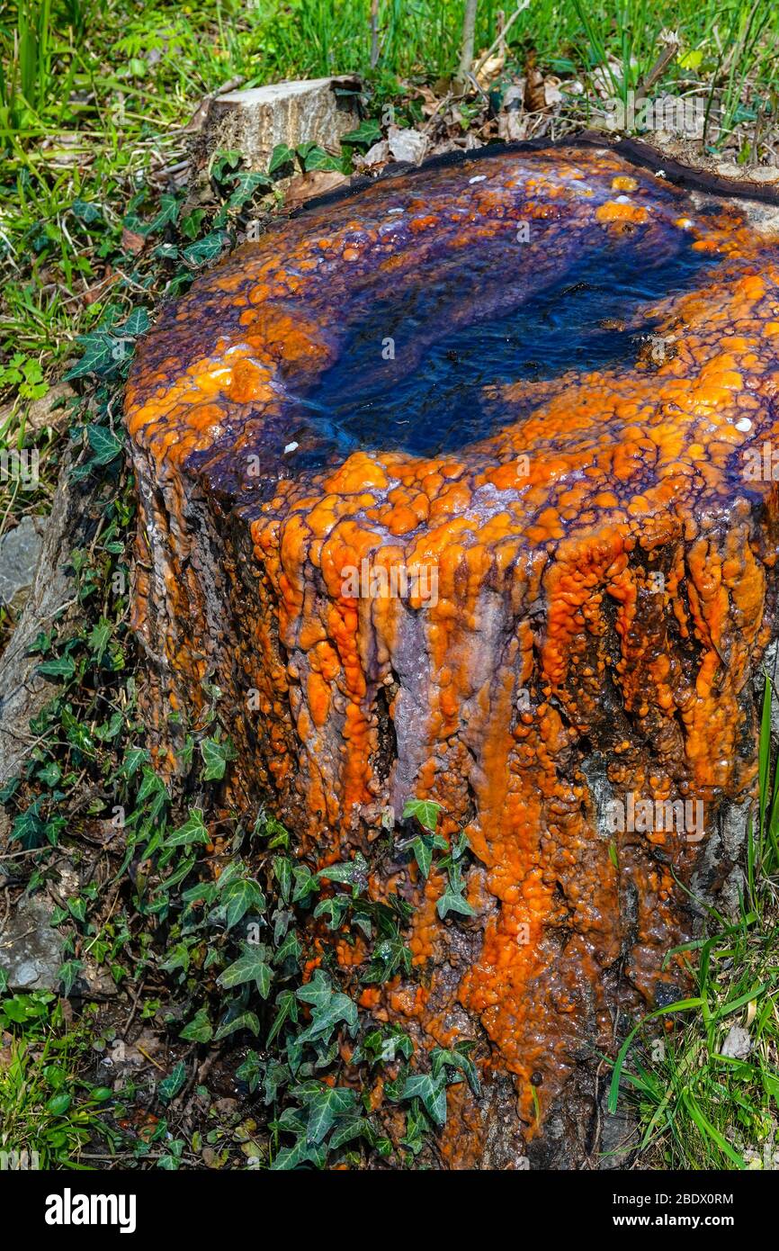 Brightly coloured cut tree stump with red sap and ivy, Ornolac Ussat les Bains, Ariege, French Pyrenees, France Stock Photo