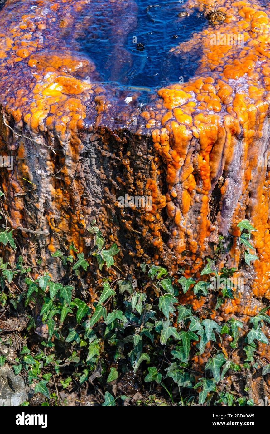 Brightly coloured cut tree stump with red sap and ivy, Ornolac Ussat les Bains, Ariege, French Pyrenees, France Stock Photo