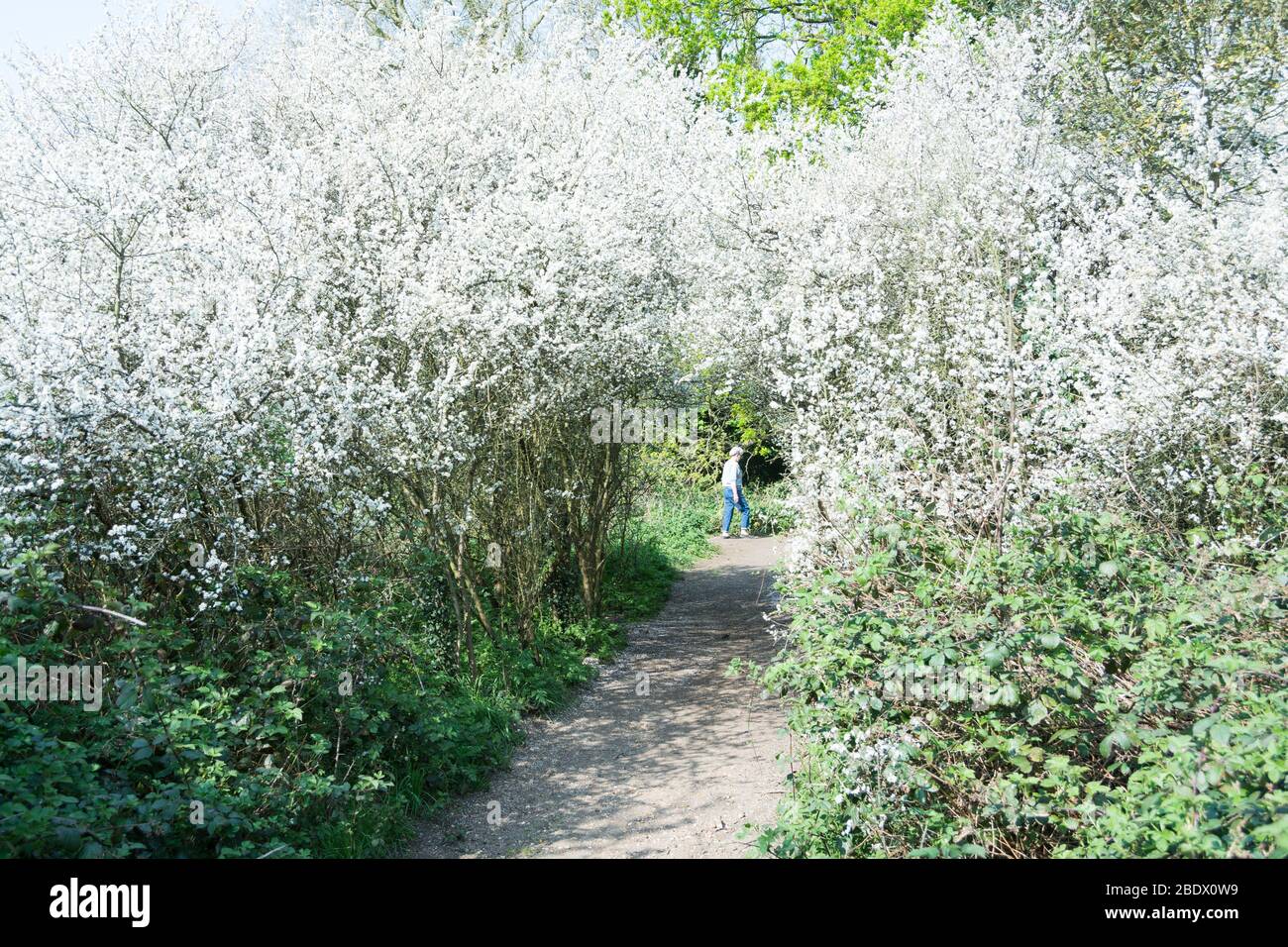 A woman walking down a quiet path amongst white Hawthorn blossom Stock Photo