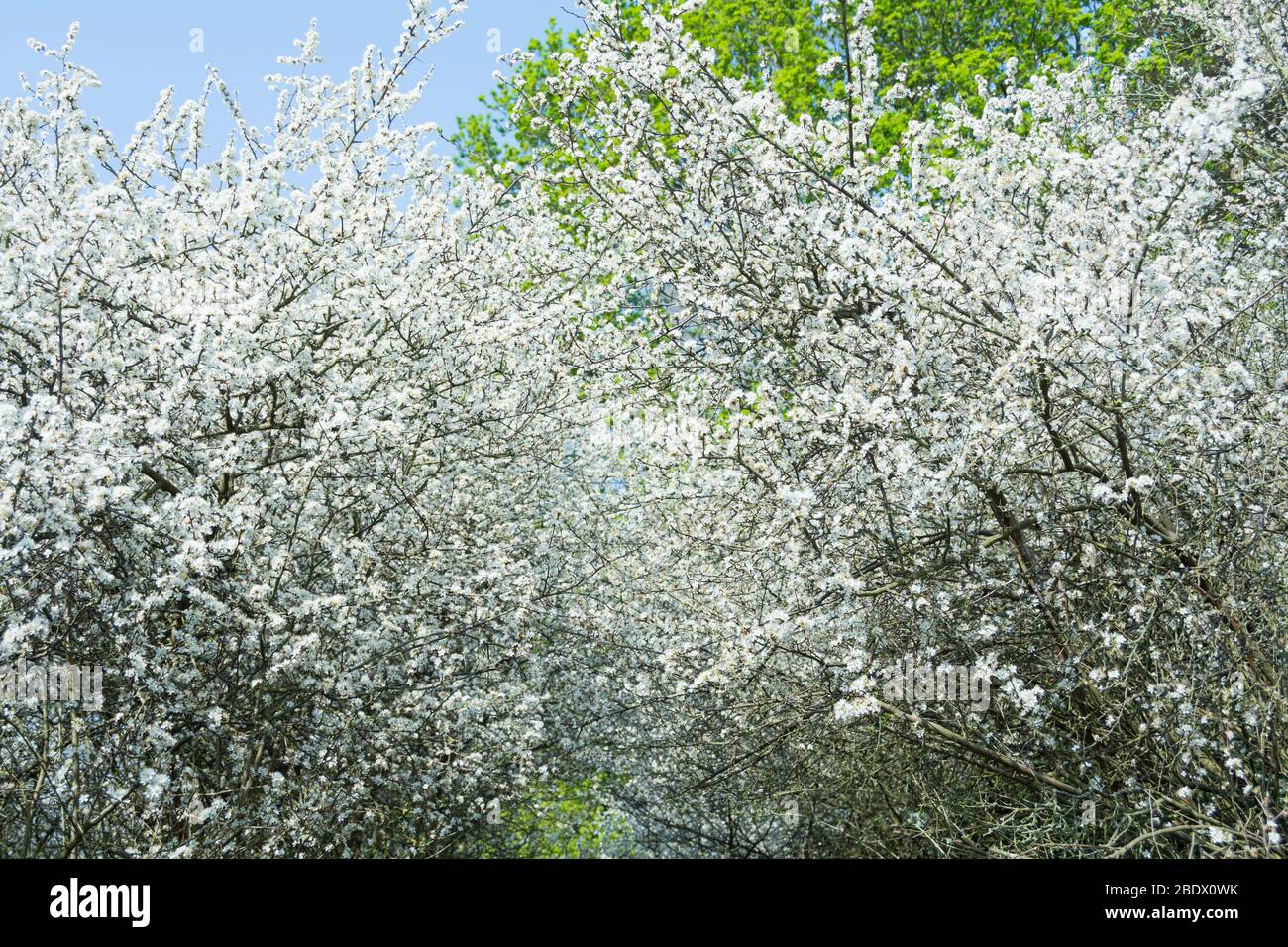White Hawthorn blossom background Stock Photo - Alamy