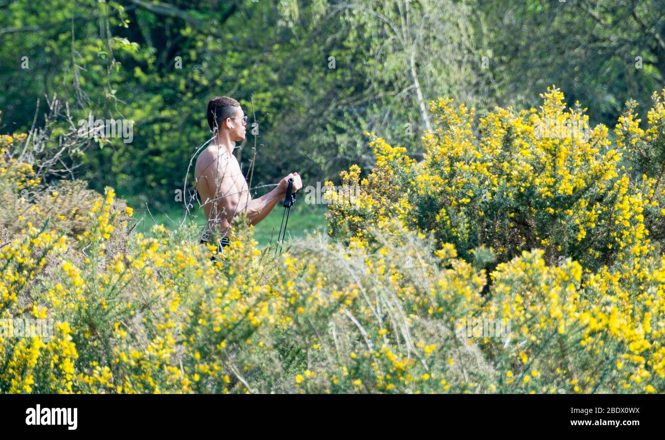 Self-isolation workout - a young man exercising in a field of yellow Gorse (Ulex) and Cytisus scoparius (Scotch broom) Stock Photo