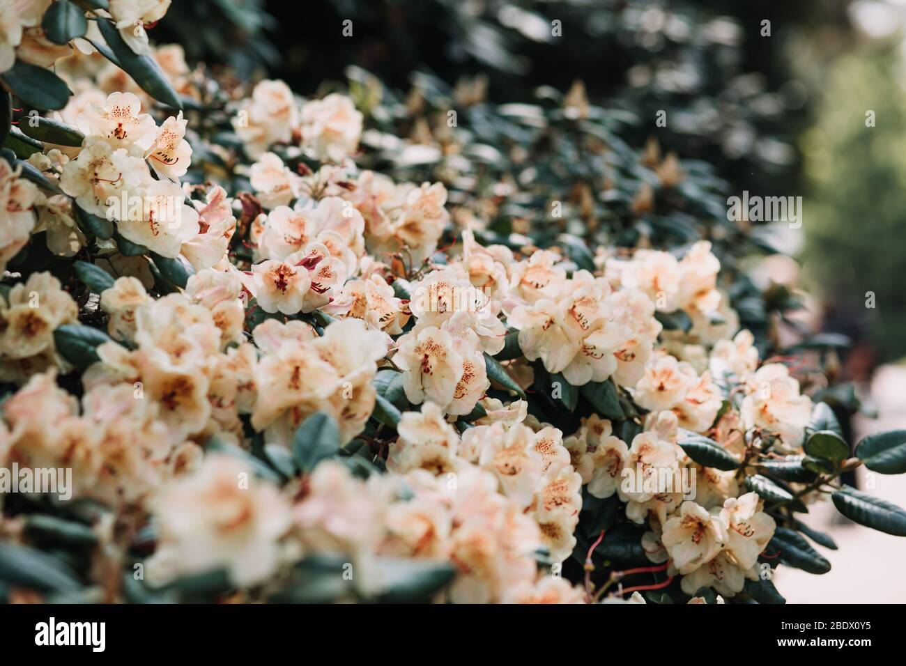 American rhododendron Rhododendron maximum flowers Stock Photo Alamy