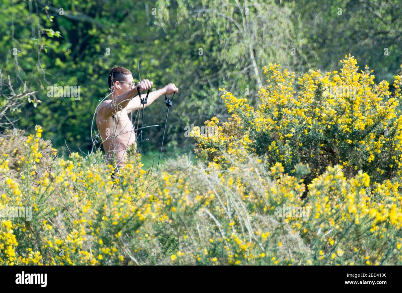 Self-isolation workout - a young man exercising in a field of yellow Gorse (Ulex) and Cytisus scoparius (Scotch broom) Stock Photo