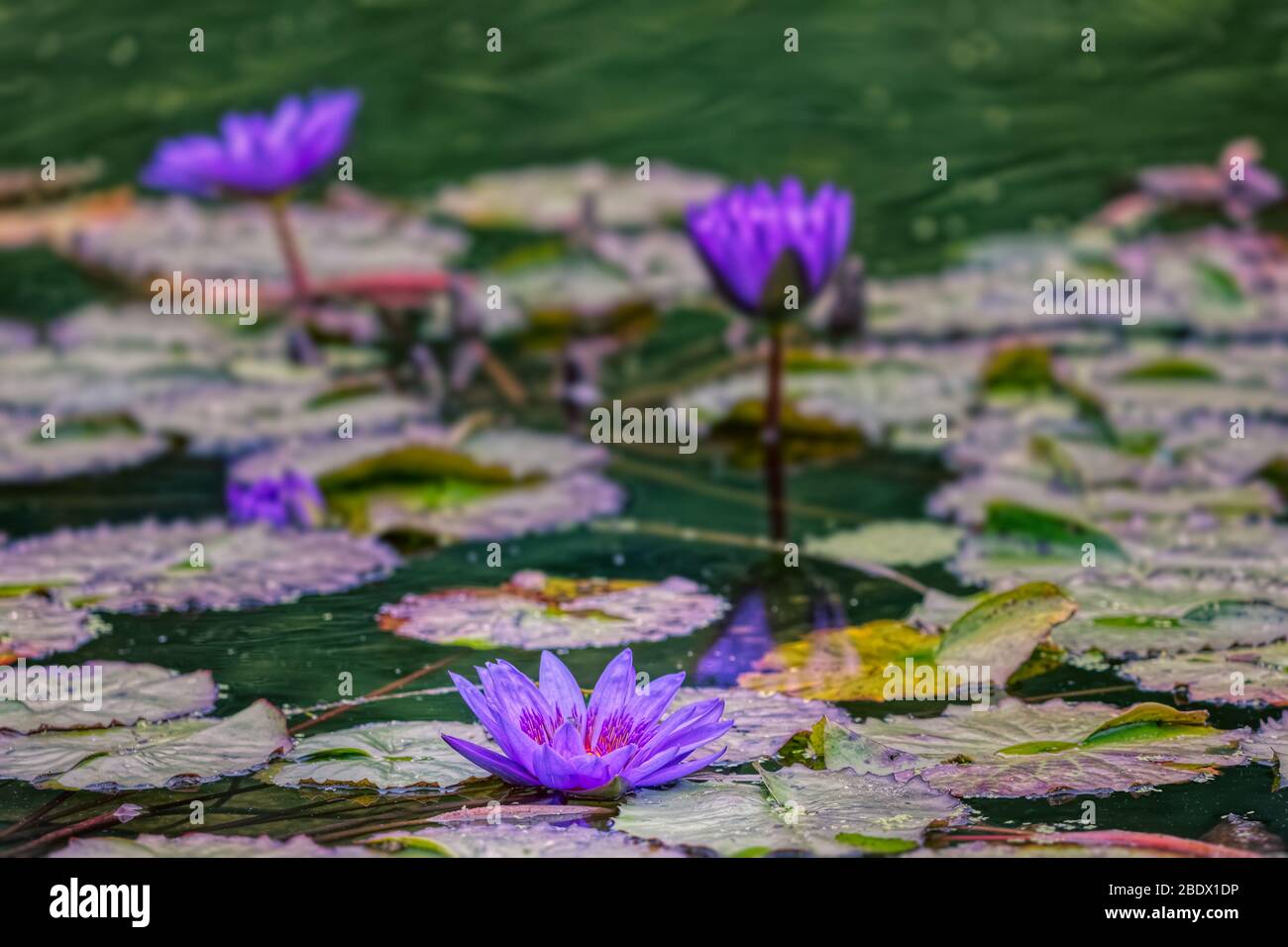 Blooms in a lake in Central Park, New York Stock Photo