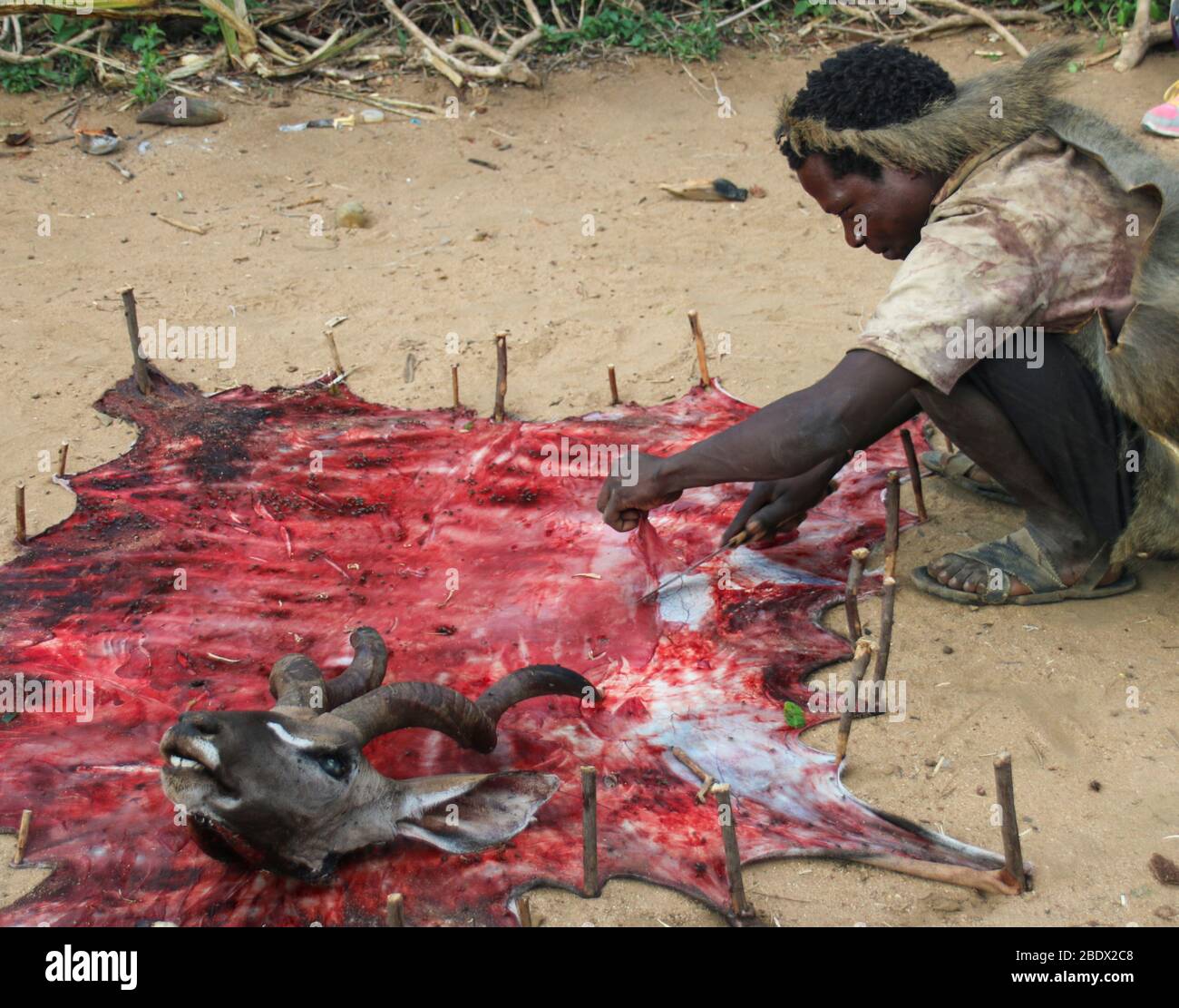 Hadzabe man curing leather from an antelope hide. Photographed at Lake Eyasi, Tanzania Stock Photo