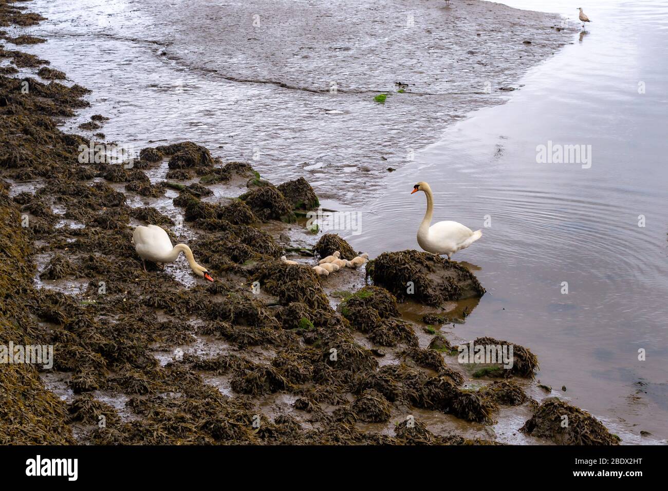 a pair of swans in the estuary accompany their chicks to search for food among the algae Stock Photo