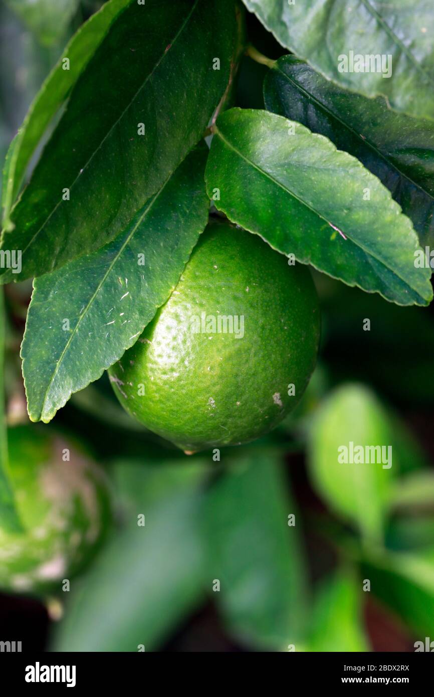 Fruits on Lime (Citrus) tree. Stock Photo