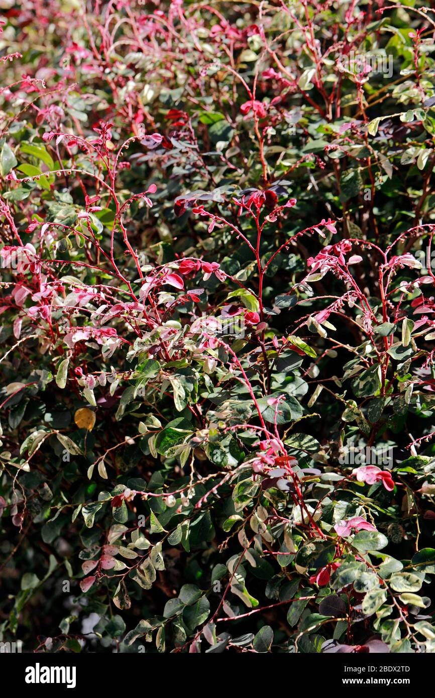 Colourful leaves of a Ice cream bush, (Breynia disticha ‘Roseo-picta’) also called Snowbush. Stock Photo