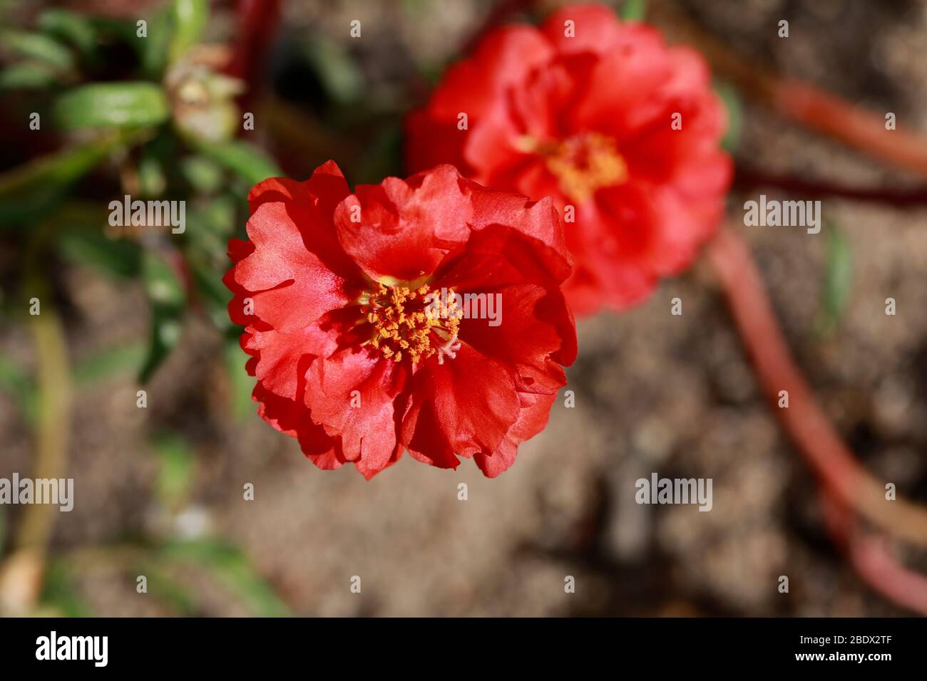 Portulaca Vygie Portulaca Grandiflora Also Known As Purslane Moss Rose Growing In Container Stock Photo Alamy