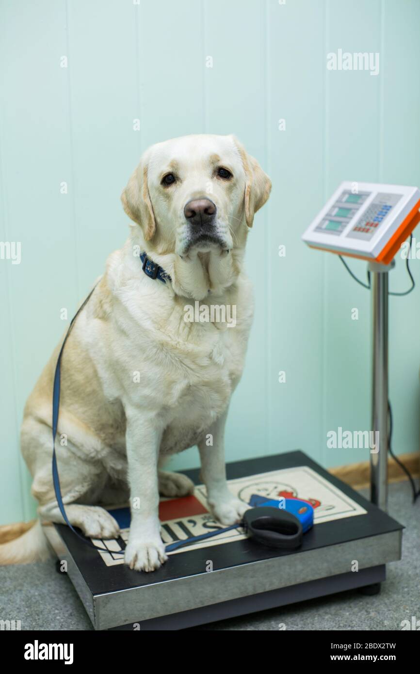 dog libra