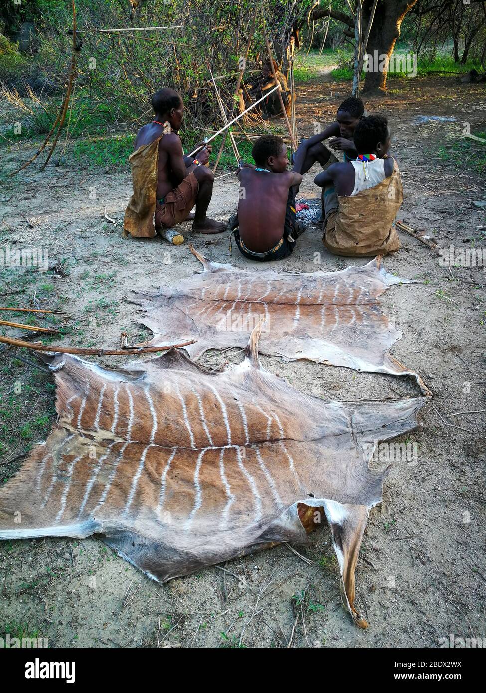 Hadzabe man curing leather from an antelope hide. Photographed at Lake Eyasi, Tanzania Stock Photo