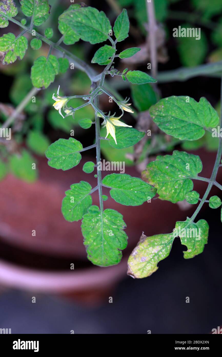 Flowering tomato plant (Solanum lycopersicum) in pot Stock Photo Alamy