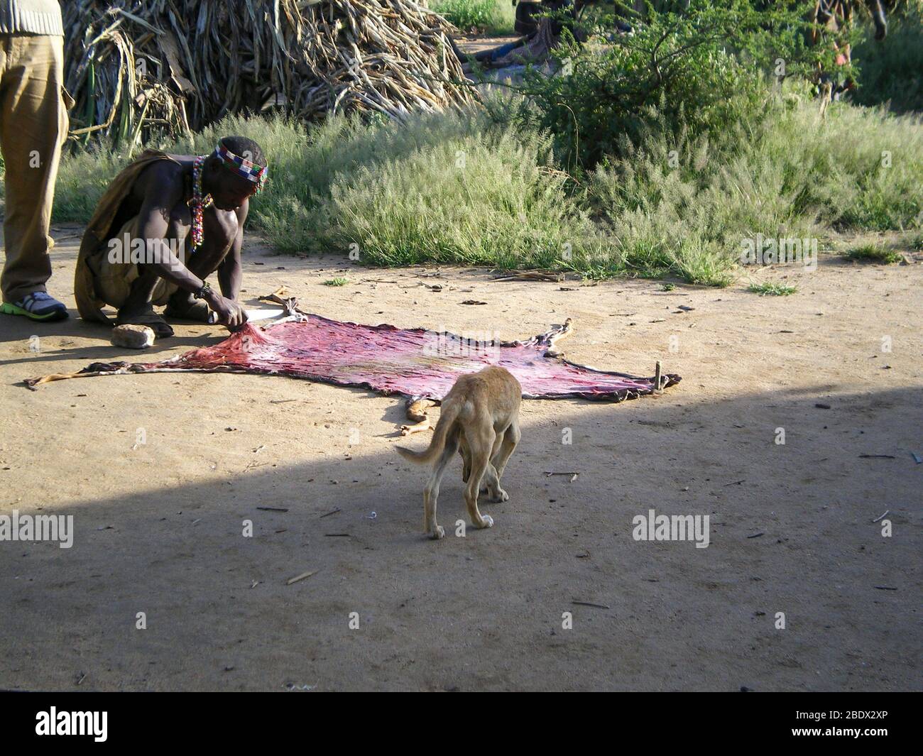 Hadzabe man curing leather from an antelope hide. Photographed at Lake Eyasi, Tanzania Stock Photo