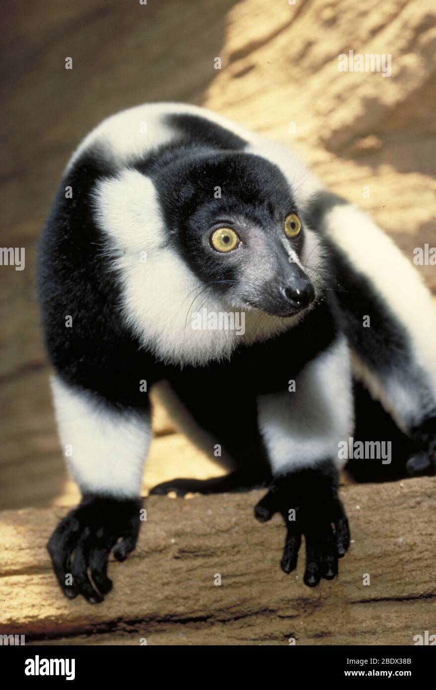 Ruffed Lemur Stock Photo