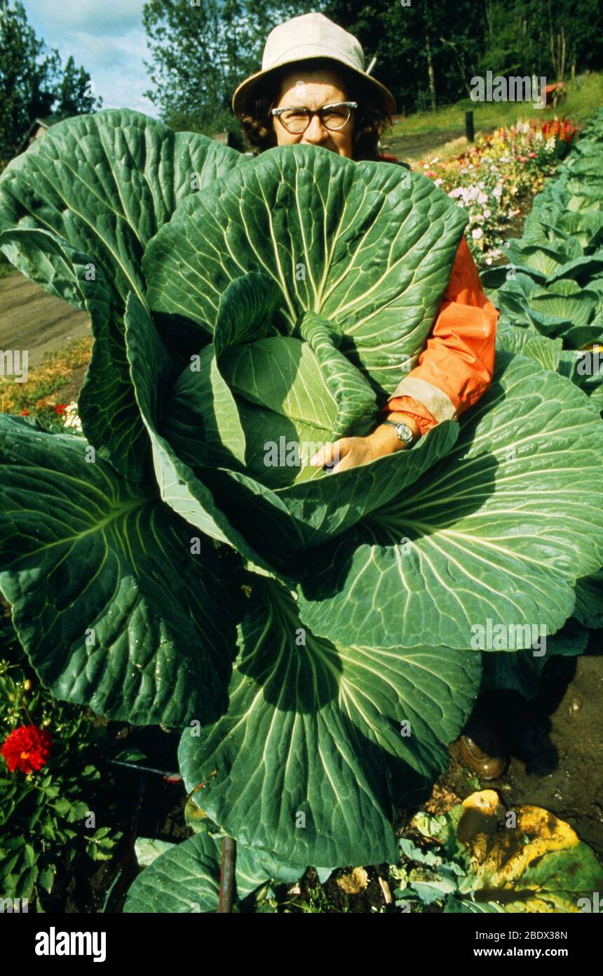Alaska giant vegetables hires stock photography and images Alamy