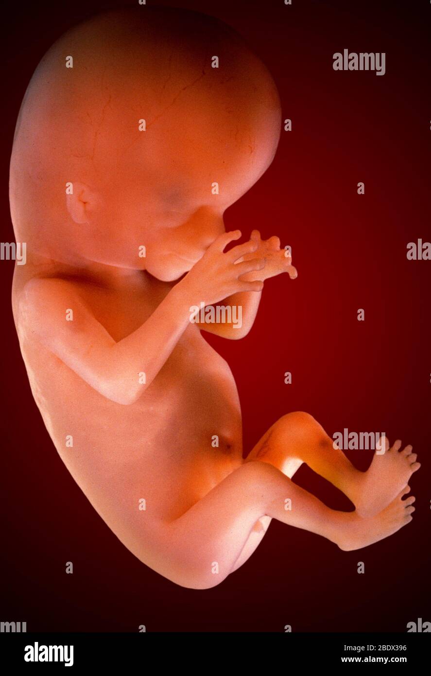 Fetus Stock Photo