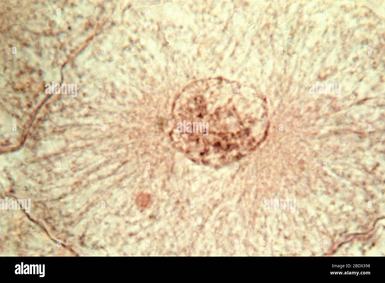 Interphase hi-res stock photography and images - Alamy