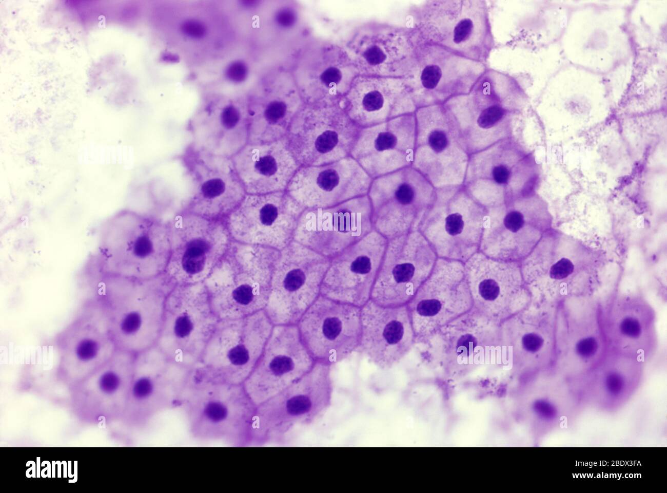 simple squamous epithelial tissue under microscope