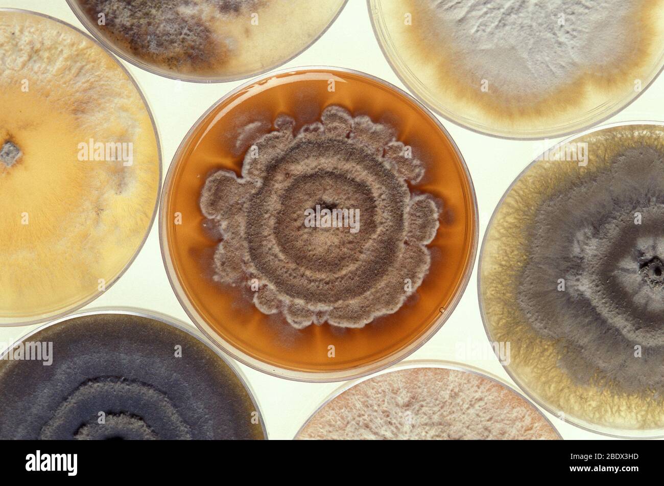 Phomopsis Mold Cultures Stock Photo