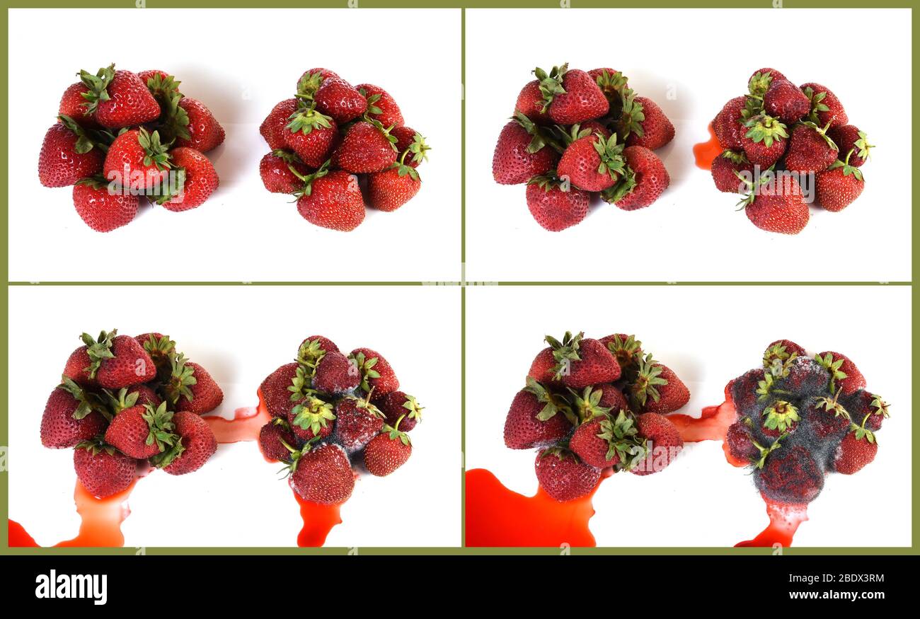 Strawberries Becoming Moldy Stock Photo