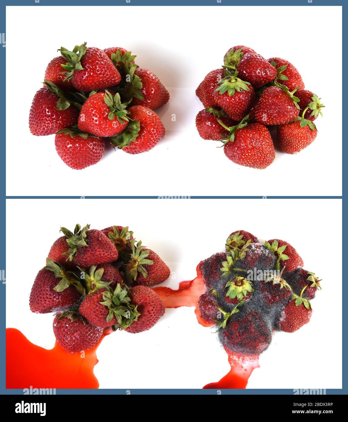 Strawberries Becoming Moldy Stock Photo