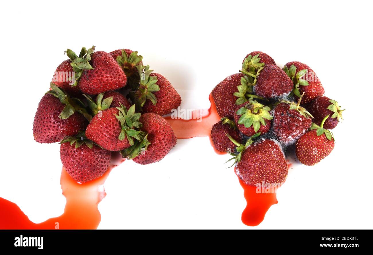 Strawberries Becoming Moldy, 3 of 4 Stock Photo