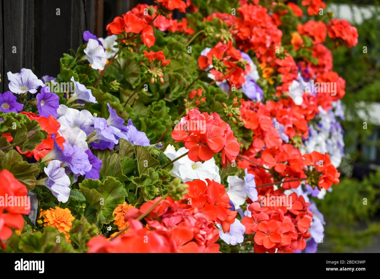 Geranium flower bed hires stock photography and images Alamy
