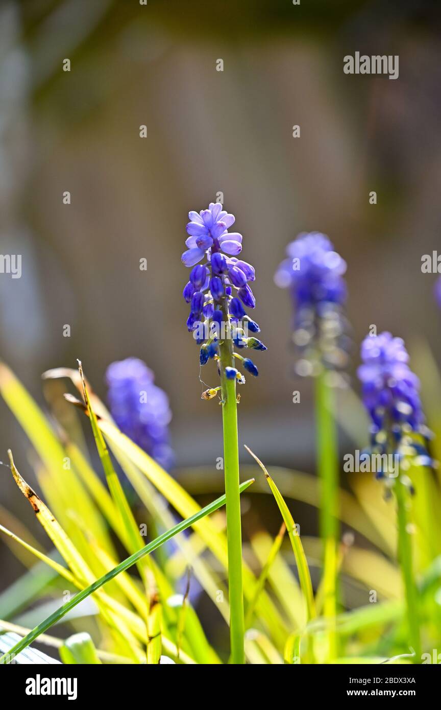 Blue grape hyacinths Muscari Asparagaceae Scilloideae growing in Sussex back garden border Stock Photo