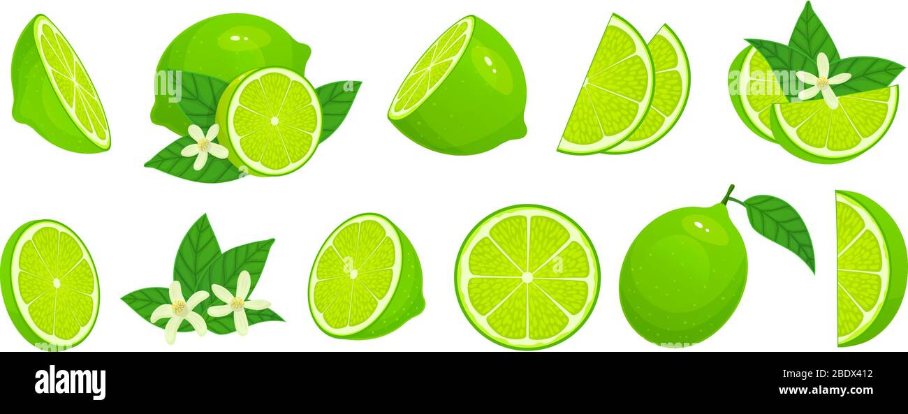 Cartoon lime. Limes slices, green citrus fruit with leaves and lime