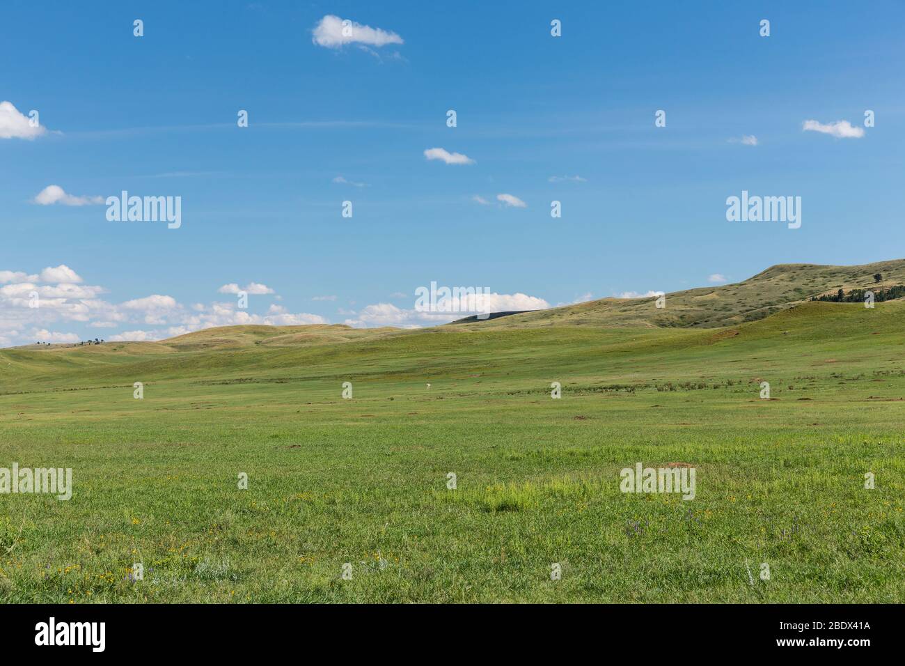 Grassland In The Black Hills Of South Dakota Stock Photo Alamy