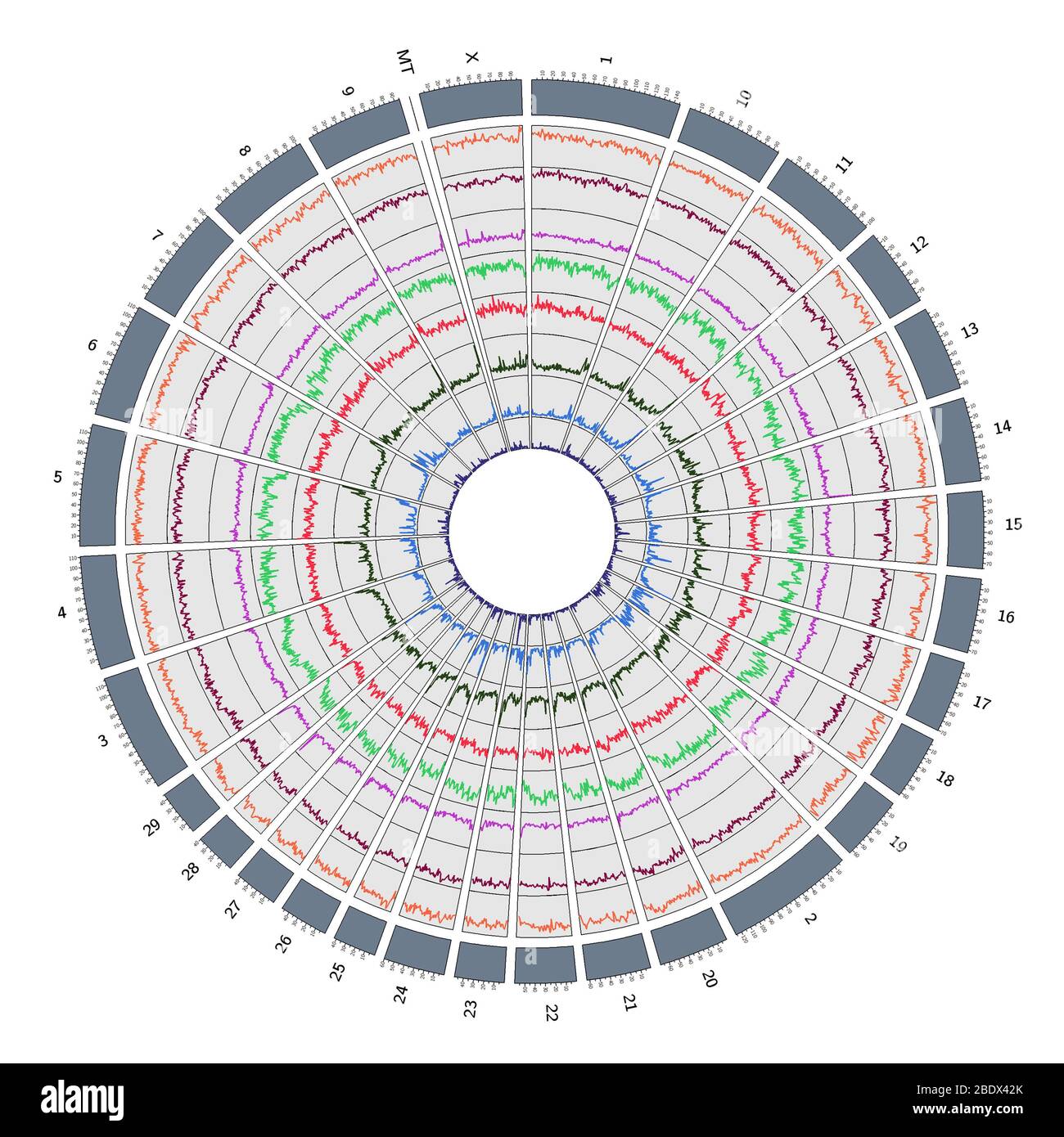 Circos, Circular Genome Map, Cow Stock Photo