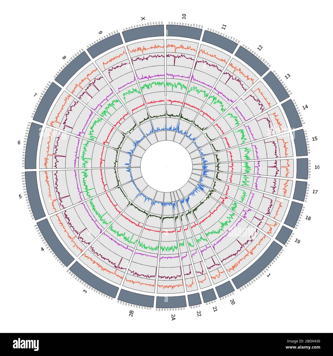 Circos, Circular Genome Map, Orangutan Stock Photo