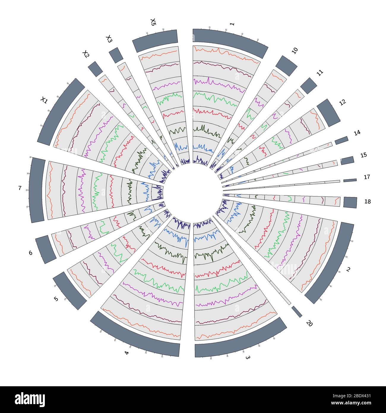 Circos, Circular Genome Map, Platypus Stock Photo