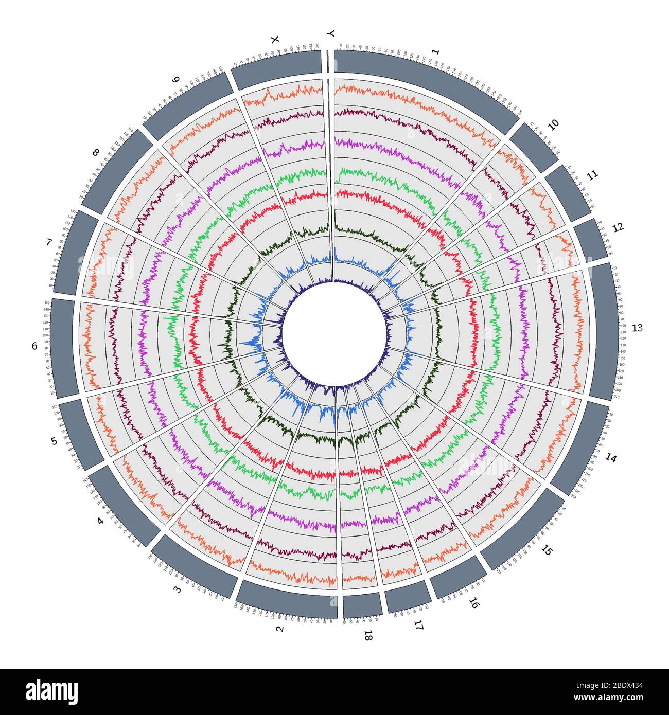 Circos, Circular Genome Map, Pig Stock Photo