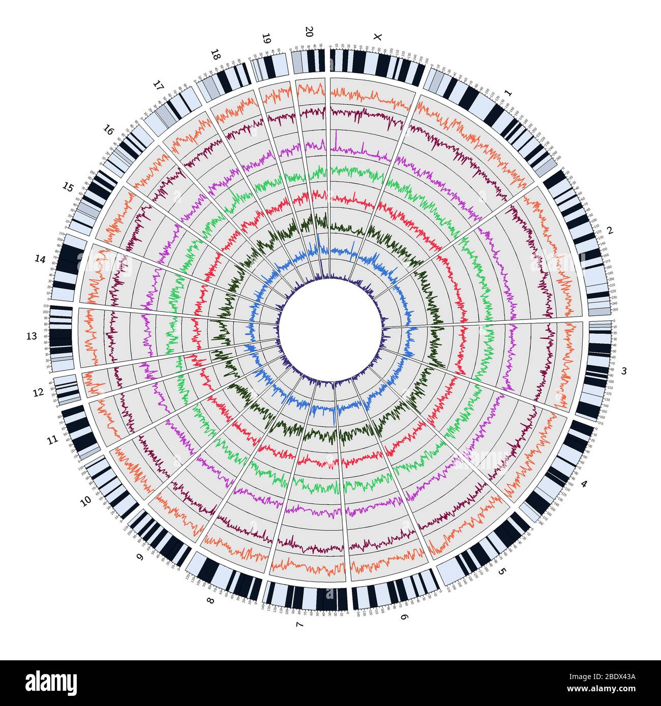 Circos, Circular Genome Map, Rat Stock Photo