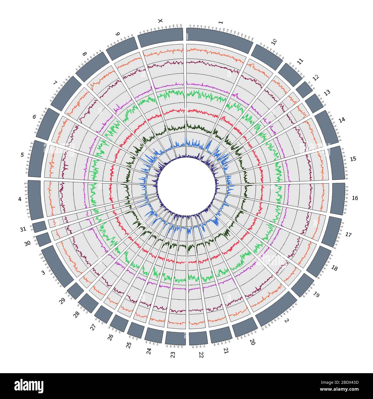 Circos, Circular Genome Map, Horse Stock Photo