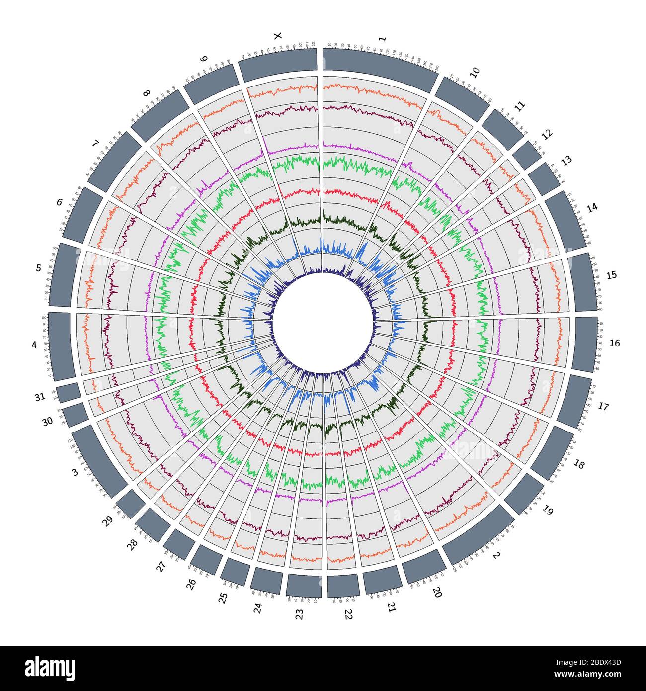 Comparative map hi res stock photography - Circos Circular Genome Map Horse 2BDX43D