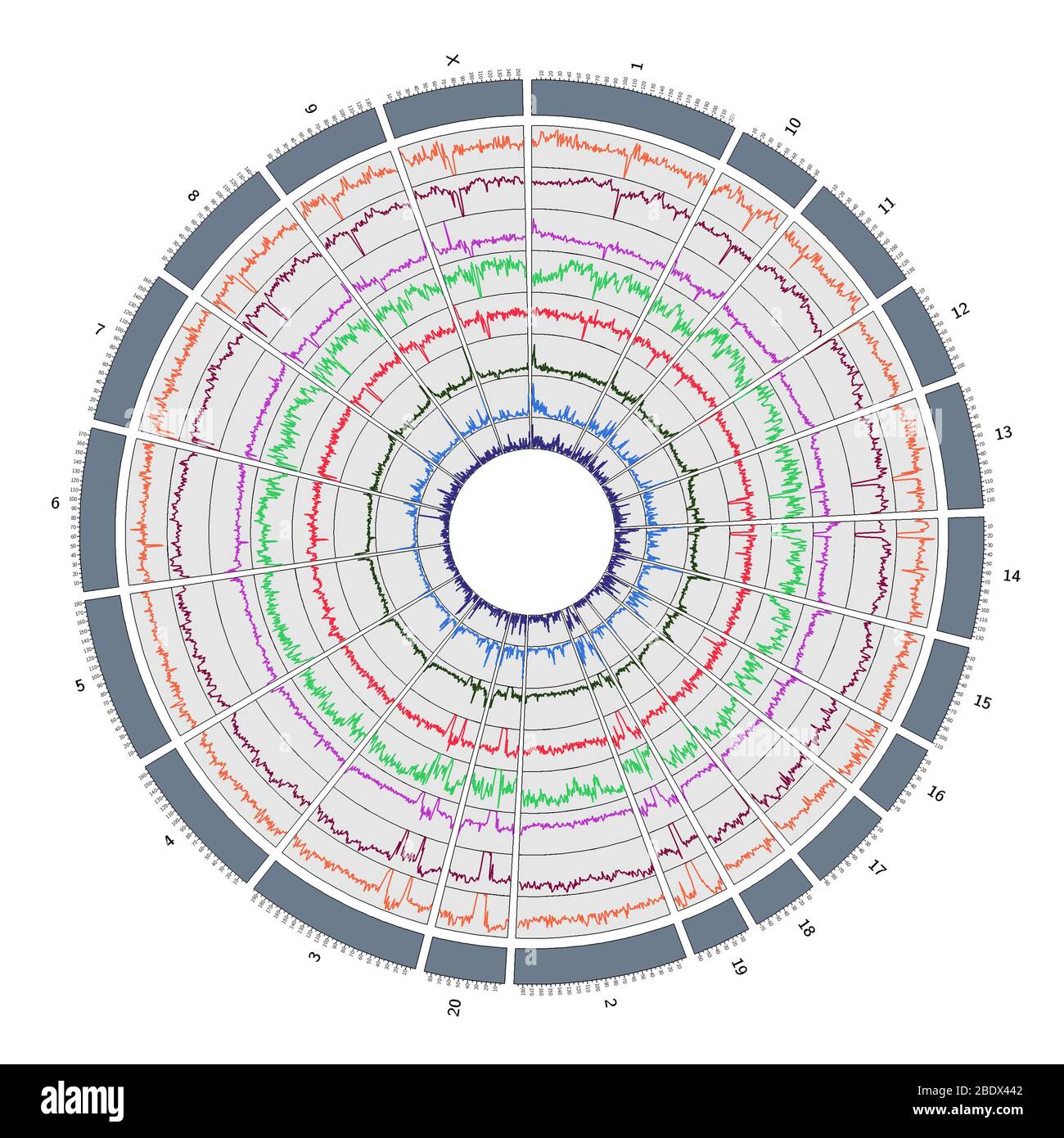 Circos, Circular Genome Map, Macaque Stock Photo
