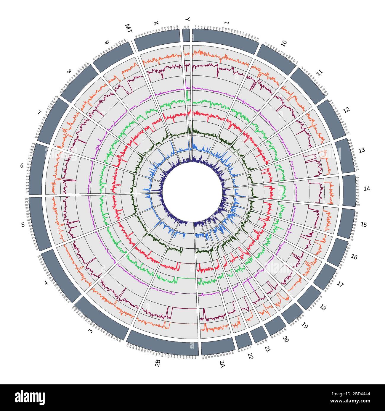 Circos, Circular Genome Map, Chimp Stock Photo